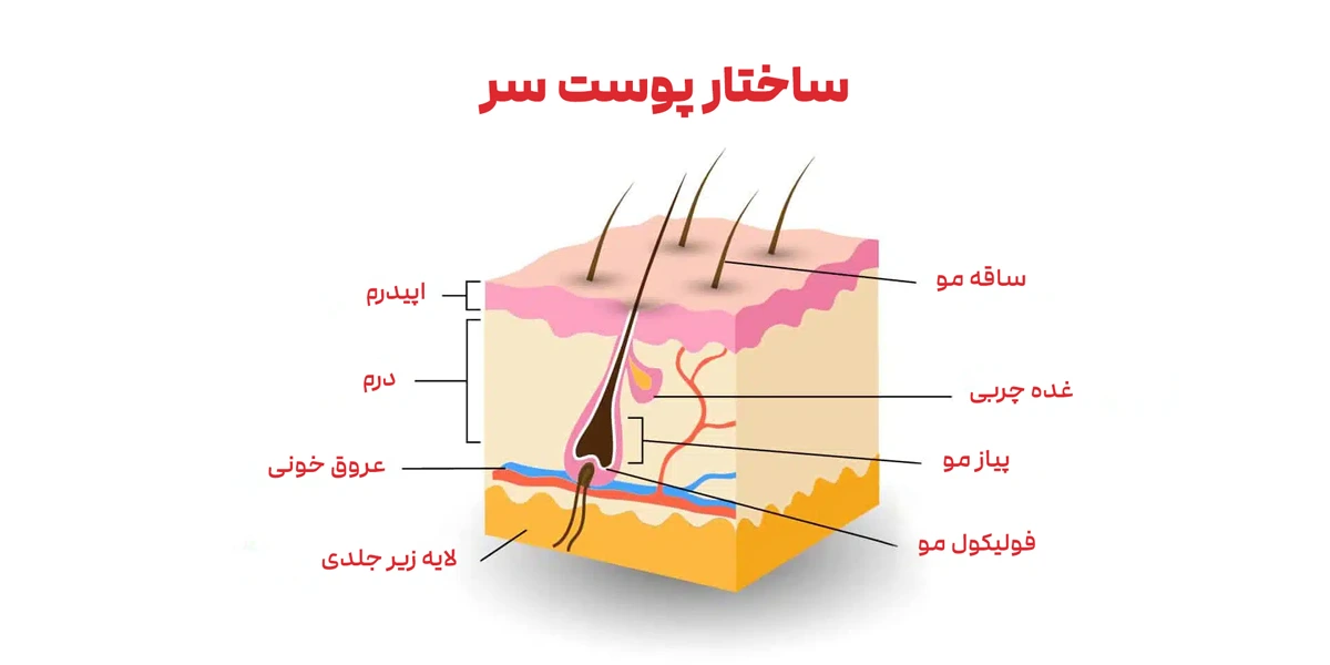 ساختار پوست سر و فولیکول مو